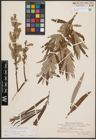 Foto von Salix cinerea L. x Salix viminalis L.